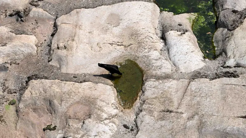Un uccello si disseta in una piccola pozzanghera nel letto del Mella