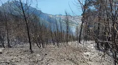 Tignale, il conto dell'incendio supera i 2,5 milioni: è il costo per la collettività