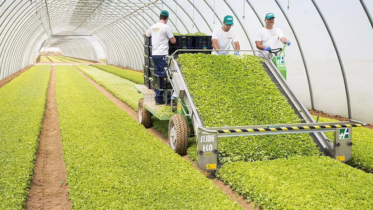 Le serre per la coltivazione dell'insalata de La Linea Verde