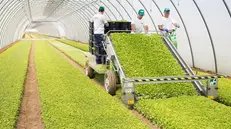 Le serre per la coltivazione dell'insalata de La Linea Verde