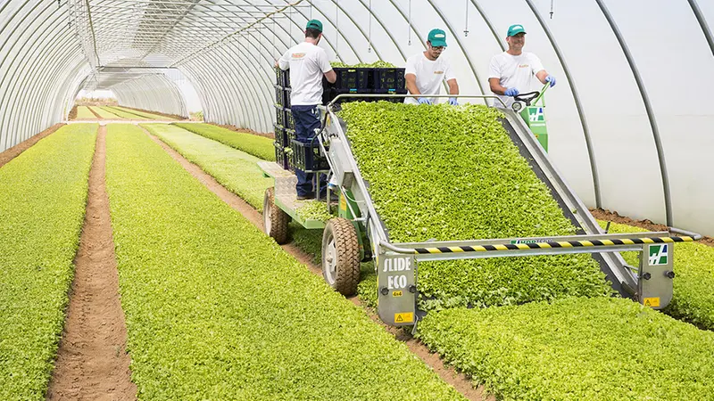Le serre per la coltivazione dell'insalata de La Linea Verde
