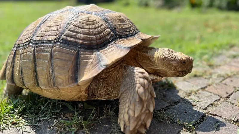 La tartaruga fuggita nella campagna attorno a Chiari