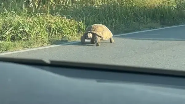 Uno screeshot del video pubblicato da Orgoglio bresciano