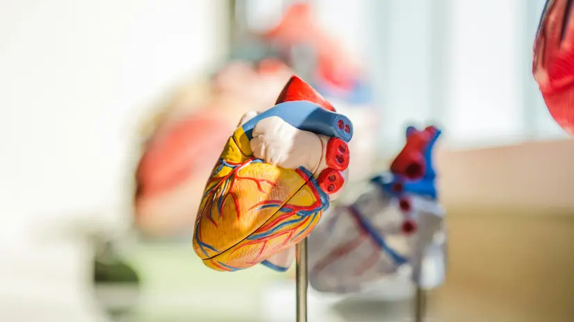 Il modellino di un cuore