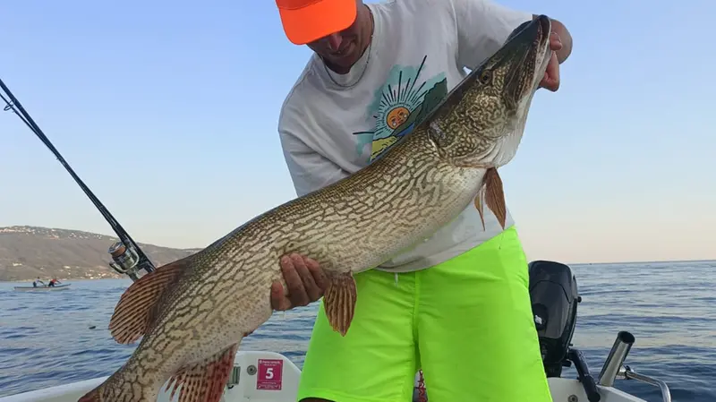 Il luccio gigante pescato nelle acque tra Gargano e Toscolano