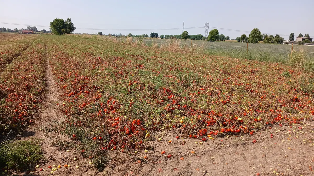 Un campo coltivato a pomodori - © www.giornaledibrescia.it