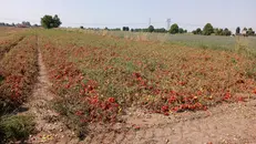 Un campo coltivato a pomodori - © www.giornaledibrescia.it
