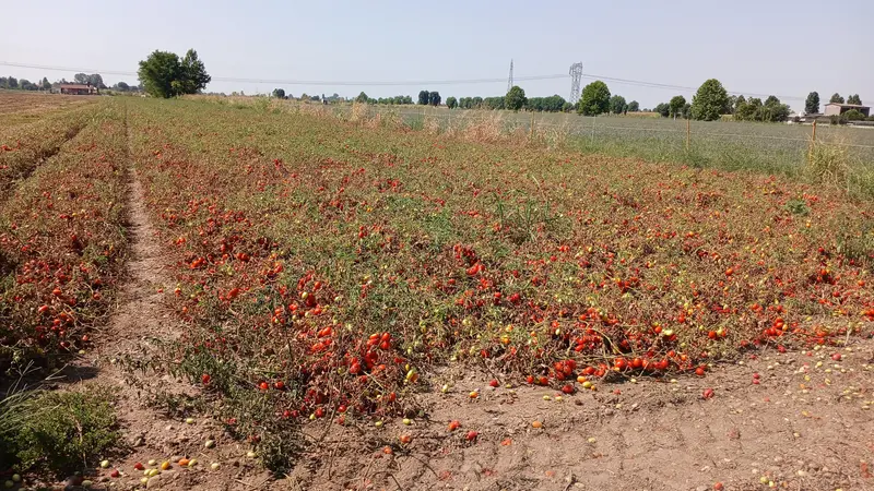 Un campo coltivato a pomodori - © www.giornaledibrescia.it