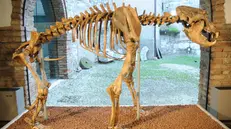 Uno scheletro di orso preistorico
