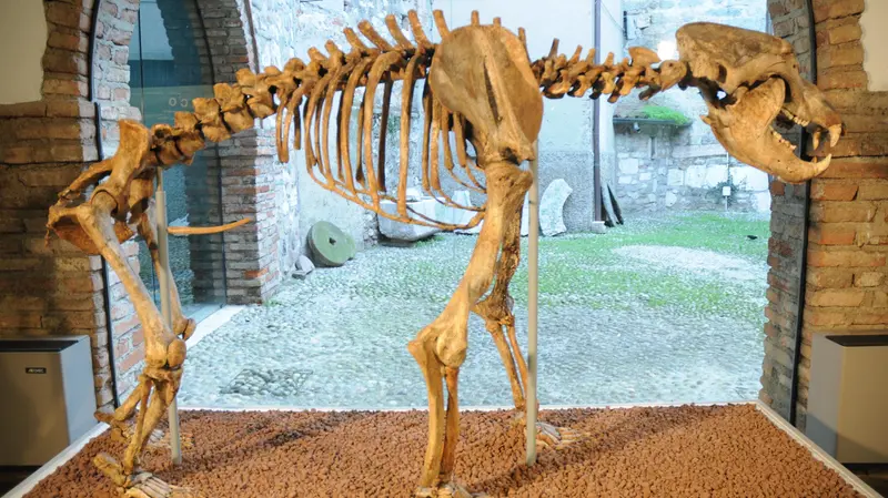 Uno scheletro di orso preistorico