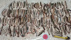 Gli animali e le armi sequestrati ai bracconieri