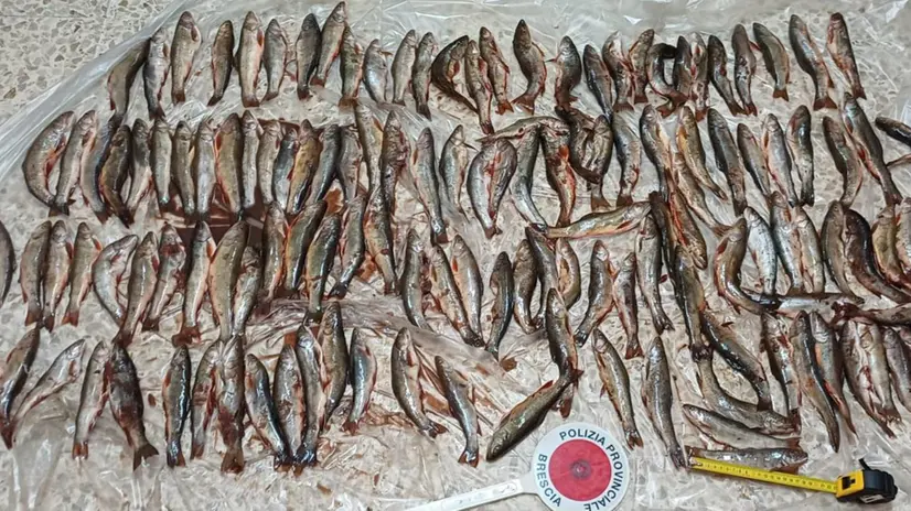 Gli animali e le armi sequestrati ai bracconieri
