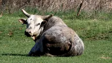 Un toro in un recinto
