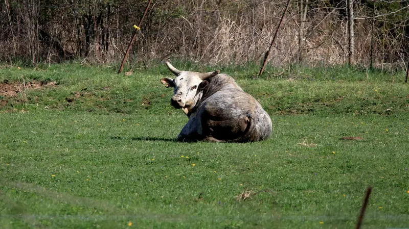 Un toro in un recinto