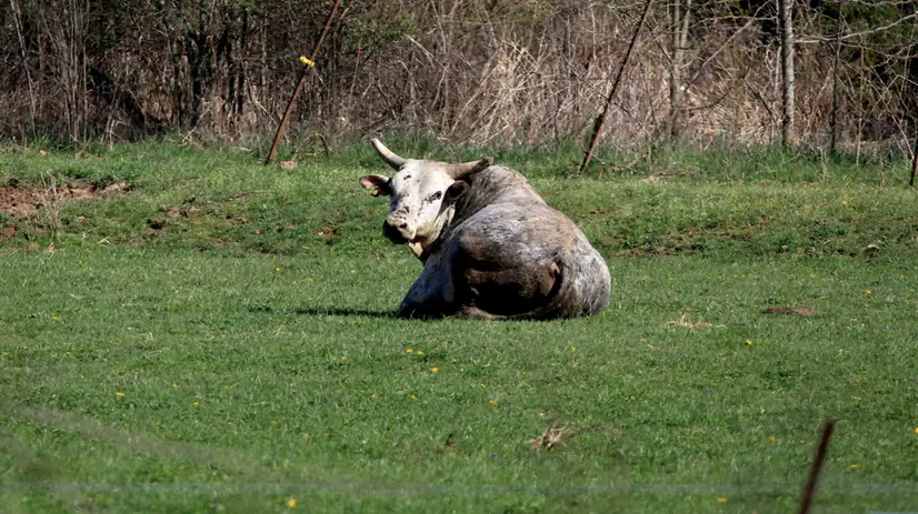 Un toro in un recinto