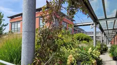 Manerbio, la terrazza di Massimo Dagani