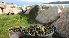 Olio, uno dei prodotti di punta del lago di Garda © www.giornaledibrescia.it