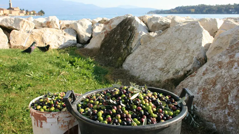 Olio, uno dei prodotti di punta del lago di Garda © www.giornaledibrescia.it