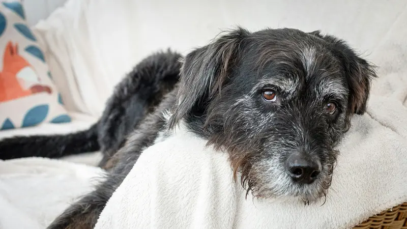 Un cane sul divano