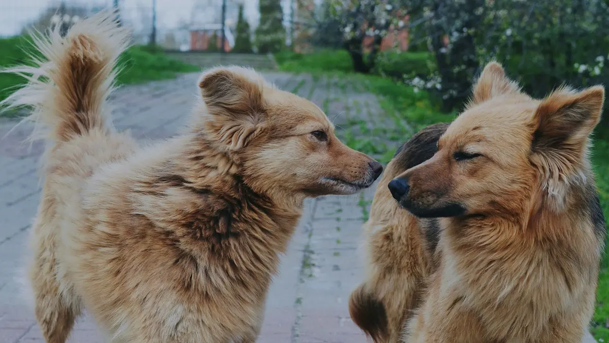 Oggi è la Giornata del cane