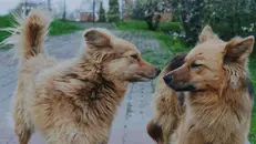 Oggi è la Giornata del cane