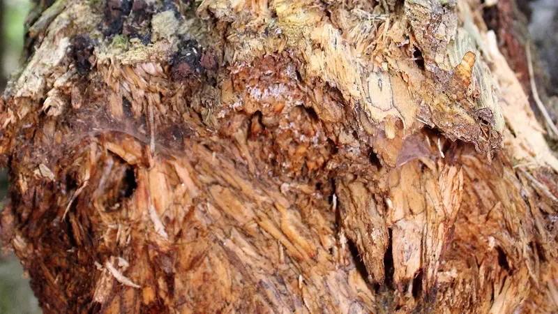 Il verde cittadino non è solo un elemento d'arredo ma un soggetto biologico da curare © www.giornaledibrescia.it