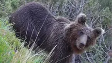 Un orso avvistato nel Bresciano - © www.giornaledibrescia.it