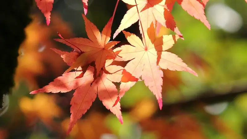 Foglie in autunno