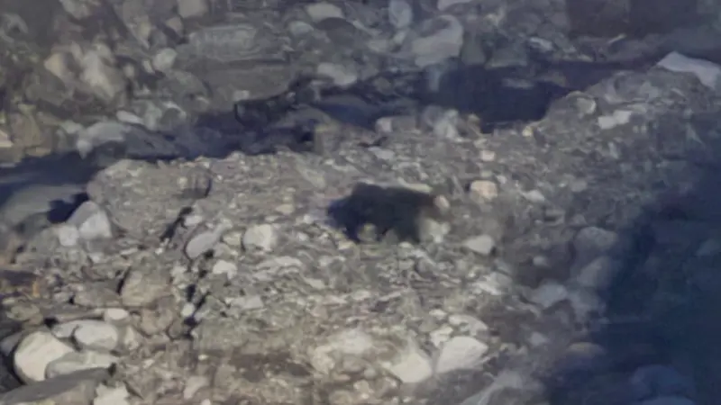 L'orso sulla passerella