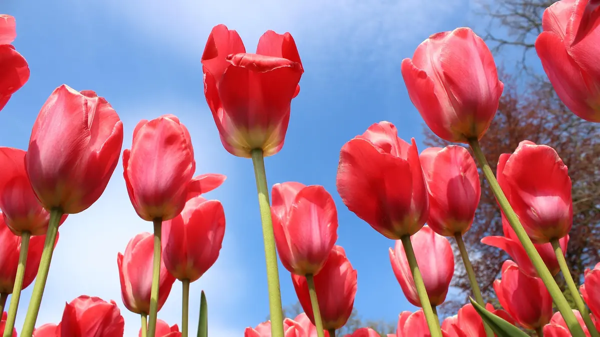 Originariamente il tulipano era solo rosso © www.giornaledibrescia.it