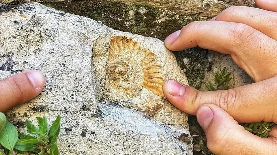 Un fossile trovato durante un'attività del Museo di Scienze Naturali di Brescia - Foto Facebook