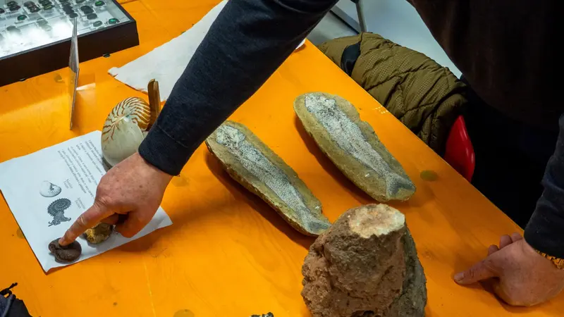 Alcuni fossili al Museo delle Scienze Naturali di Brescia - Foto Facebook