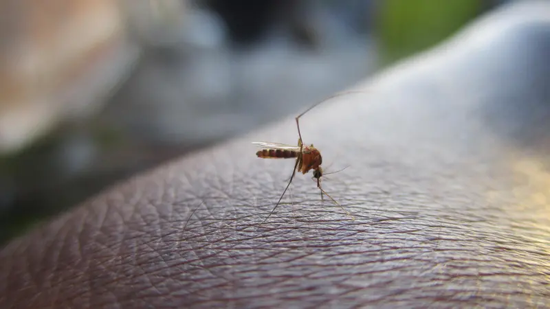 Le zanzare sono il vettore di malattie infettive come le Arbovirosi