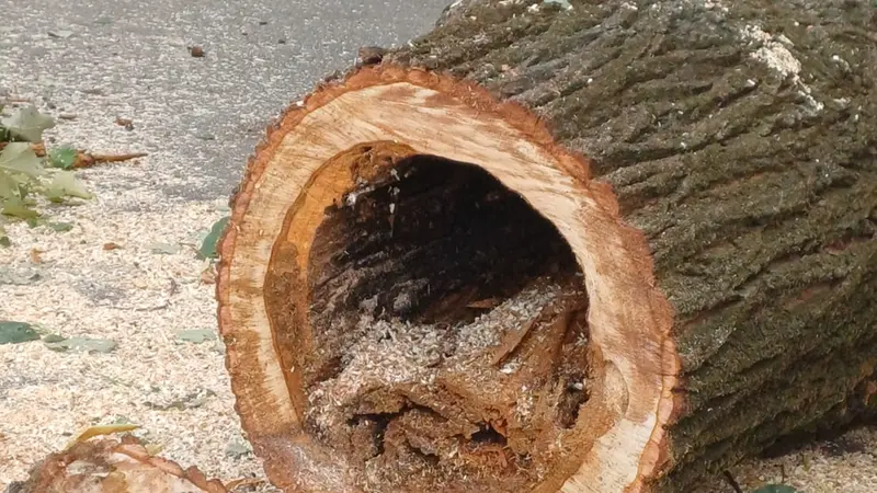 Uno degli alberi apparentemente sani, ma vuoti all'interno e per questo pericolosi - © www.giornaledibrescia.it