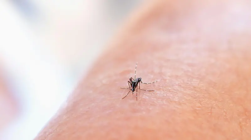 Il Comune ha disposto la disinfestazione anti zanzare
