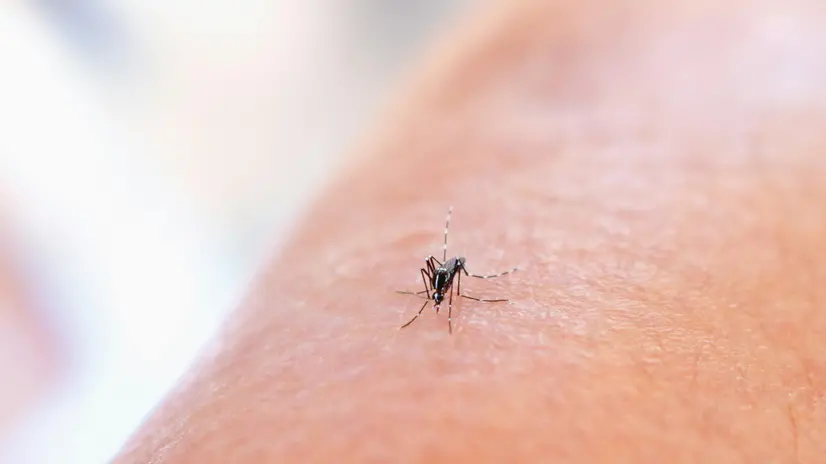 Il Comune ha disposto la disinfestazione anti zanzare