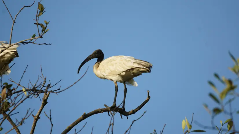 Un ibis sacro
