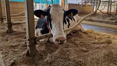 La zootecnia al centro del progetto