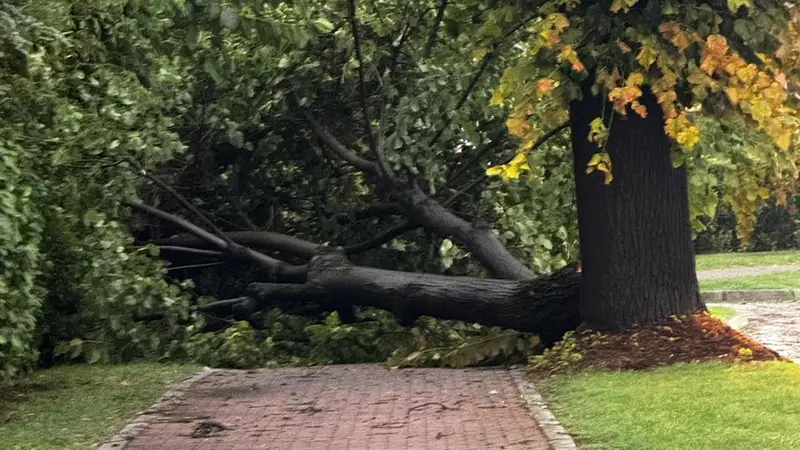 Uno degli alberi caduti nella Bassa bresciana