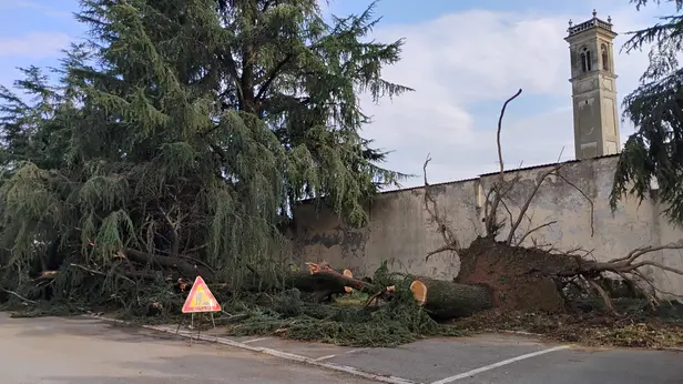Gli alberi abbattuti fuori dal cimitero a Quinzano