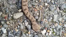 L'uomo è stato morso da una vipera © www.giornaledibrescia.it
