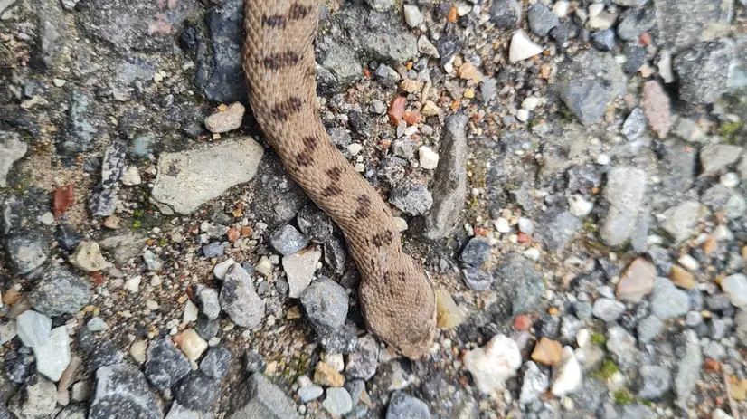 L'uomo è stato morso da una vipera © www.giornaledibrescia.it