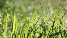 Un prato verde