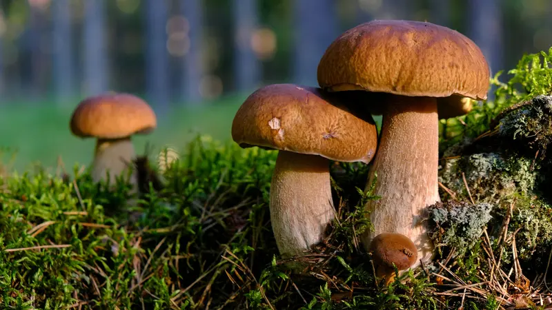 Funghi porcini in un bosco