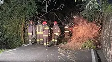Un albero caduto sulla strada per Piovere