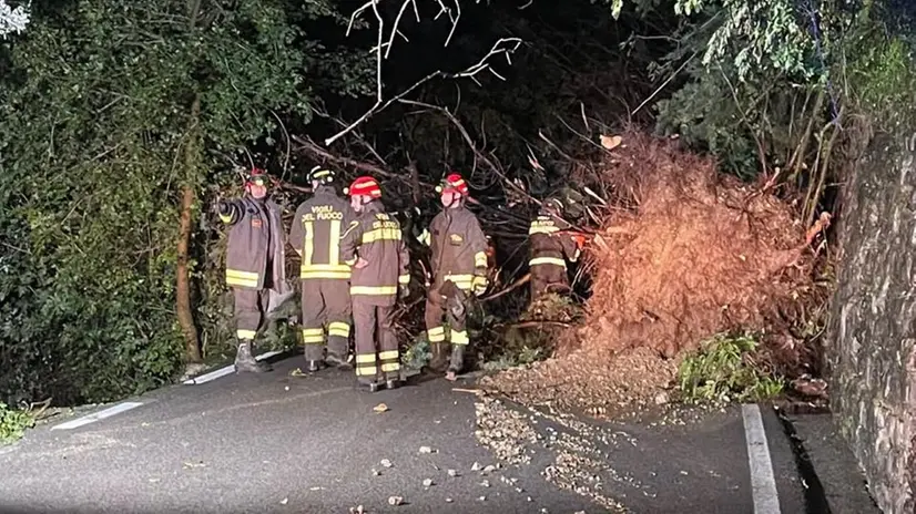 Un albero caduto sulla strada per Piovere