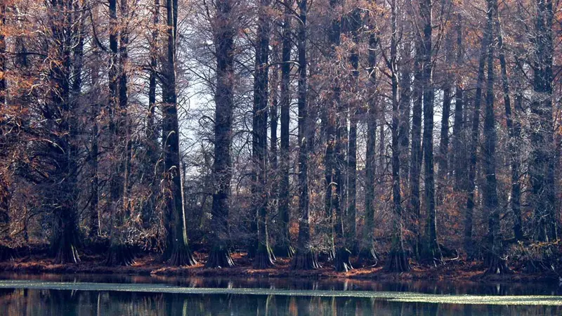 Il parco dei Taxodi