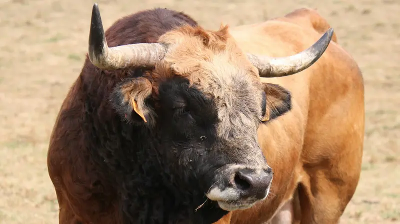 Un toro (immagine simbolica)