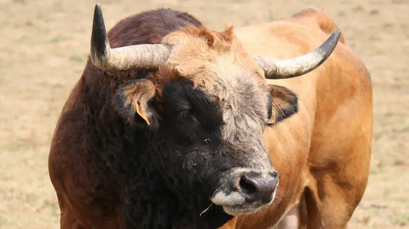 Un toro (immagine simbolica)