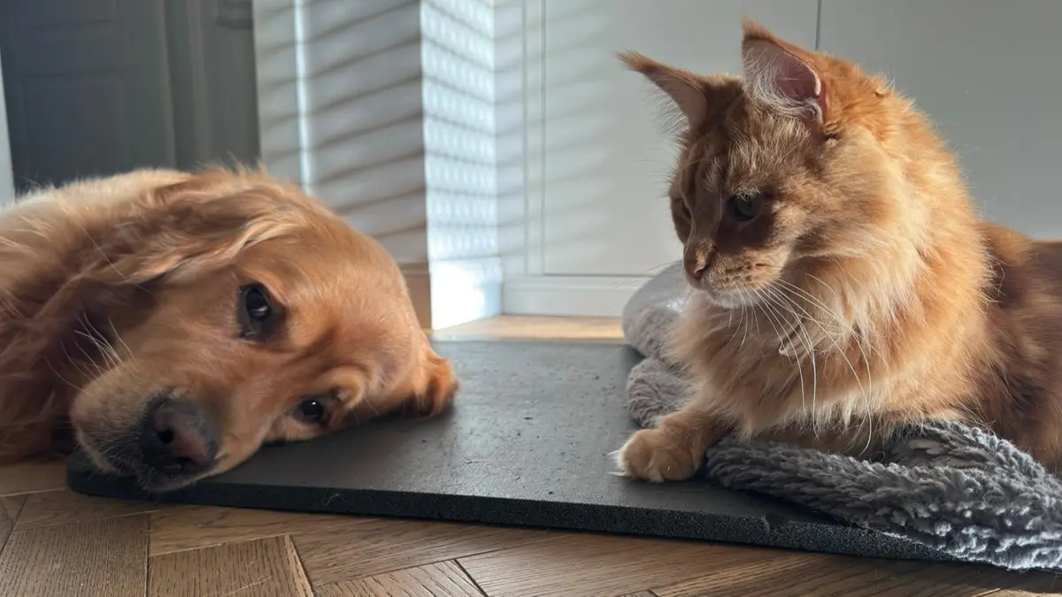 Un cane e un gatto